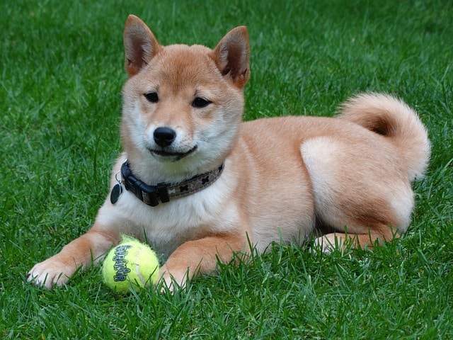 柴犬 攻擊性 可愛 相處