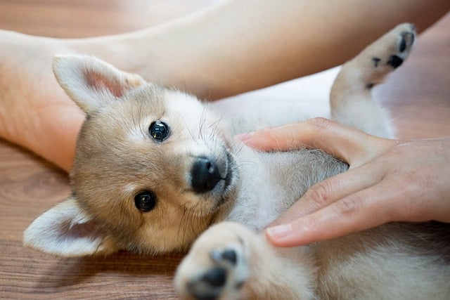 柴犬 攻擊性 可愛 相處