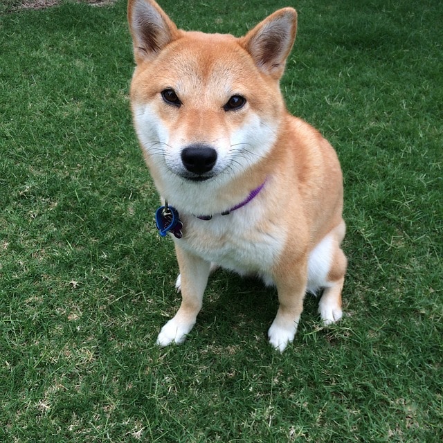 柴犬 攻擊性 可愛 相處