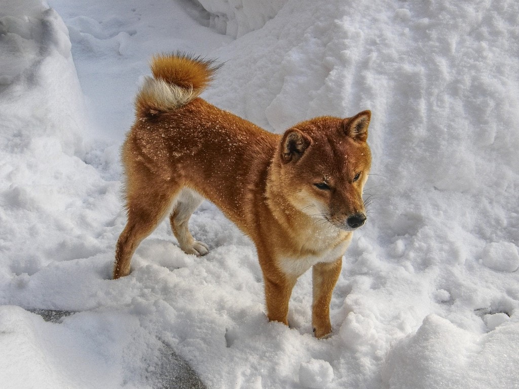 柴犬 攻擊性 可愛 相處