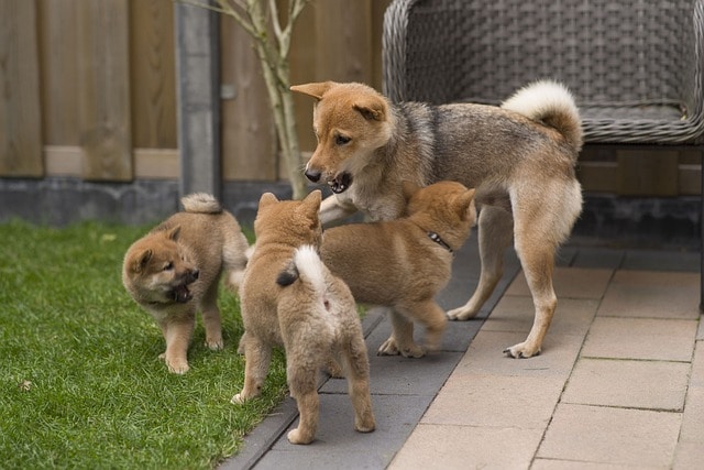 柴犬 攻擊性 可愛 相處