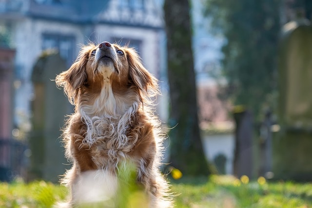 老犬 心臟 保健 老化 病理