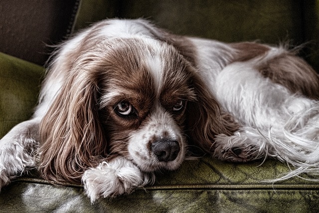 老犬 心臟 保健 老化 病理