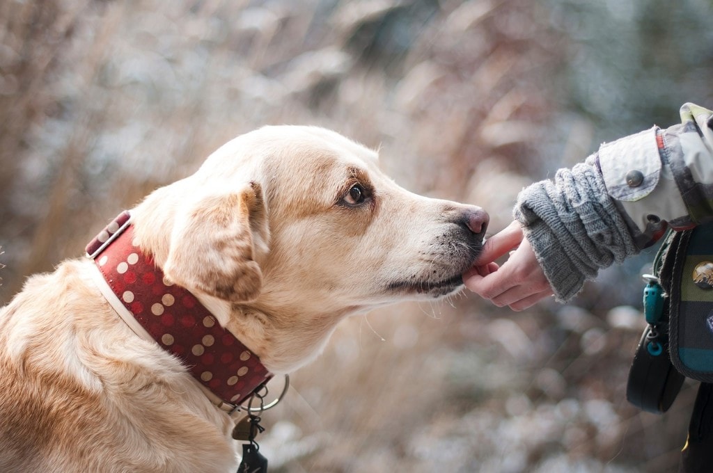 老犬 心臟 保健 老化 病理